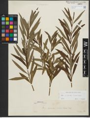 Foto von Salix purpurea L. x Salix viminalis L.